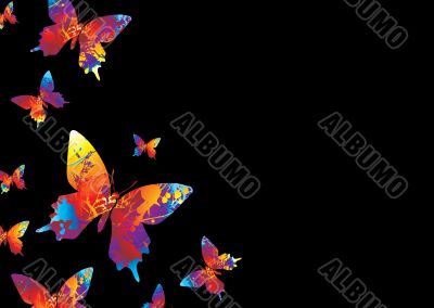 bright butterfly