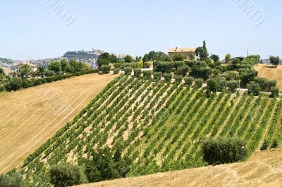 Marche - Landscape