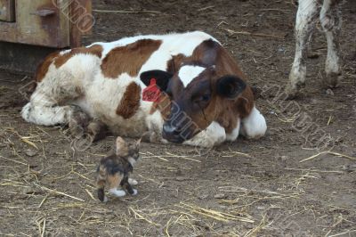 Cow with a kitten