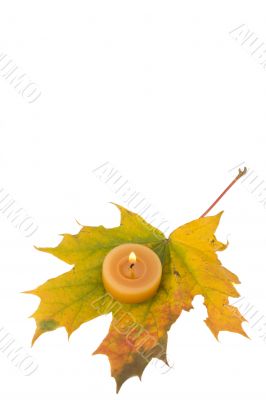 maple leaf