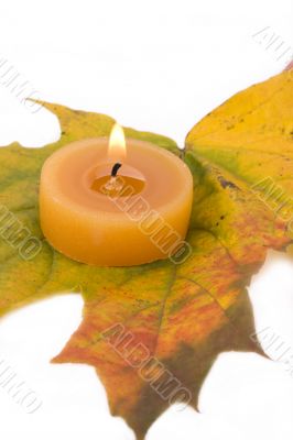 maple leaf