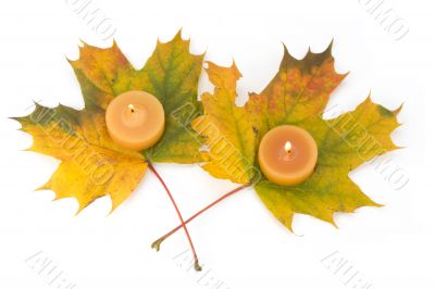 maple leaves