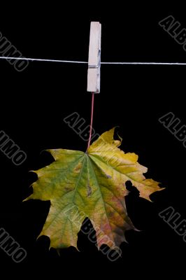 maple leaf