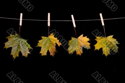 maple leaves