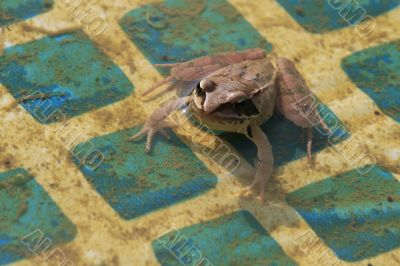 The frog