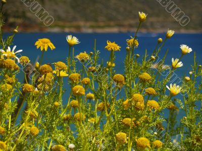 yellow flowers
