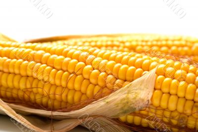 Freshly harvested corn