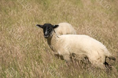 Sheep