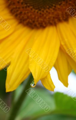 sunflower after rain