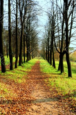 autumn colors in the forest