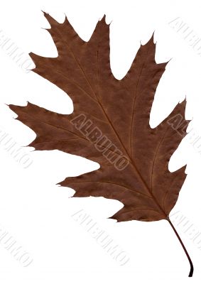 Autumn brown sheet of an oak.