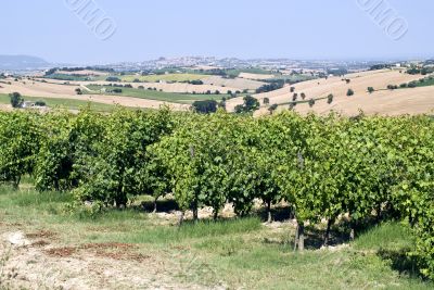 Marche - Vineyards