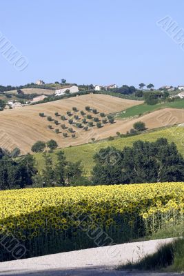 Landscape near Fermo