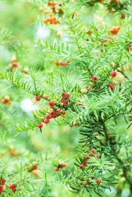 Common yew red seed