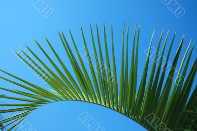 Leaves of a palm tree the sky