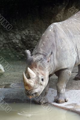 Rhinoceros