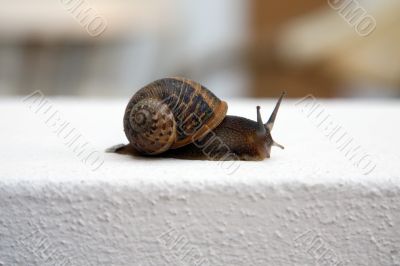 snail