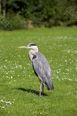 Heron