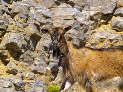 brown goat
