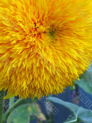 yellow flower close-up