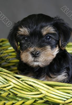 Yorkshire terrier