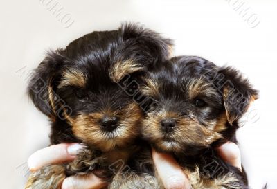 Yorkshire terrier