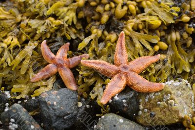 Starfishes on stones