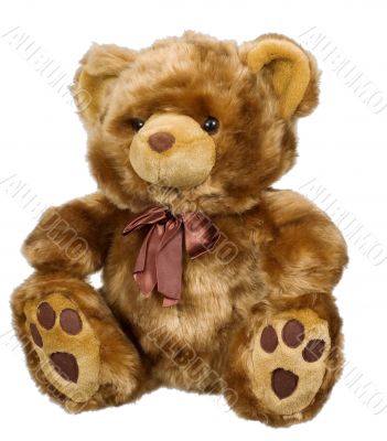 Toy bear on a white background