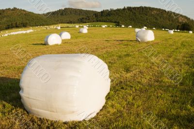 rolls of hay