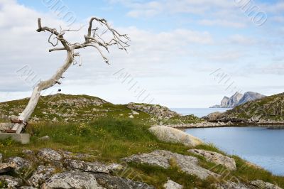 dry tree