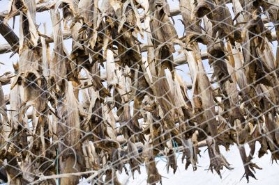 dried fish