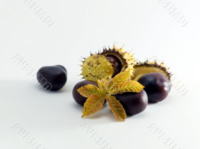 Conkers