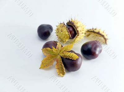 Conkers