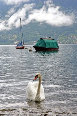 Lake. Swan