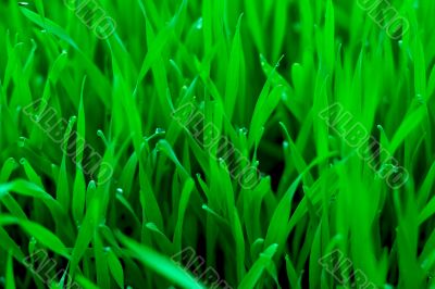 Fresh green grass with dewdrops