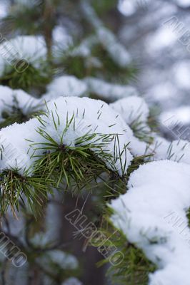 Winter pine branch in snow