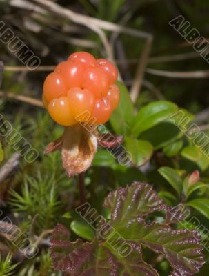 Cloudberry