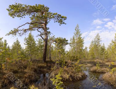 The pine among bog