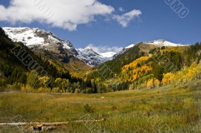 Autumn Meadow