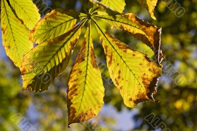Chestnut leaf in fall