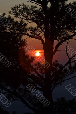 Sunset behind tree