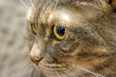 Cat`s eye