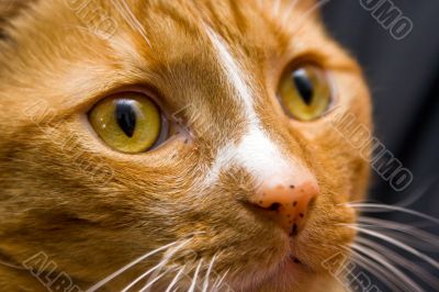 Cat`s eye