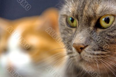 Cat`s look