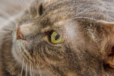 Cat`s eye
