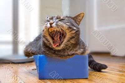 Cat in the box