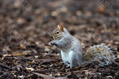 Squirrel eating