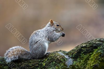 Squirrel eating
