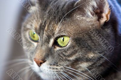 Cat`s green eye