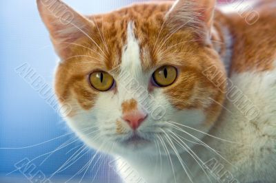Cat face